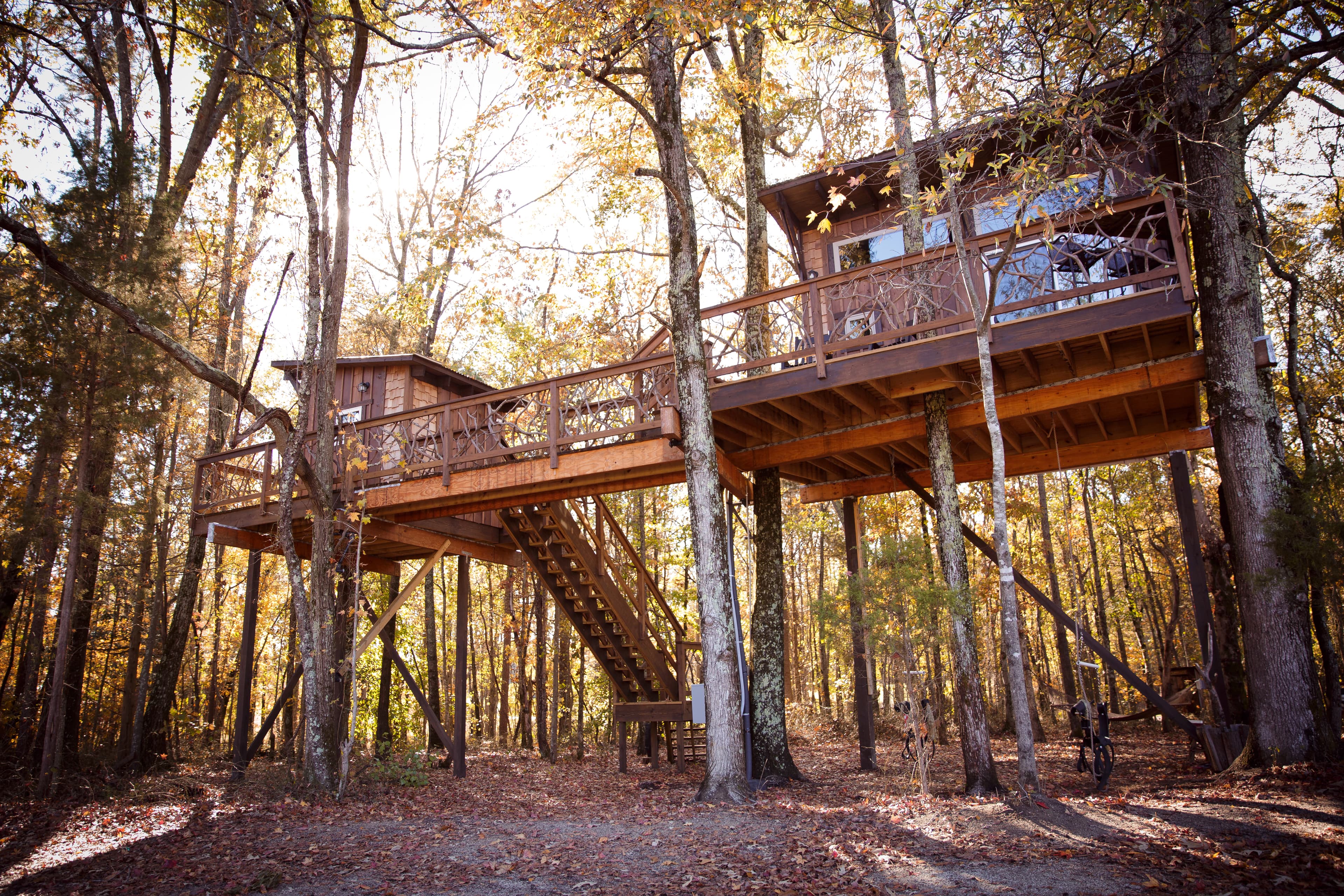 Cherry Treesort "Big Nick"