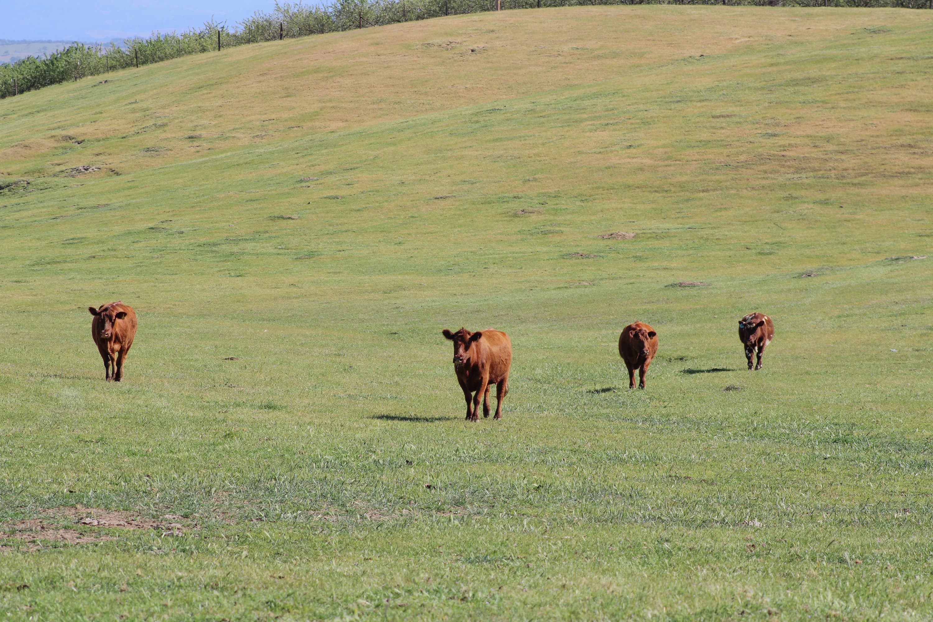 Farm Stay at the Bell-Zwart Lodge